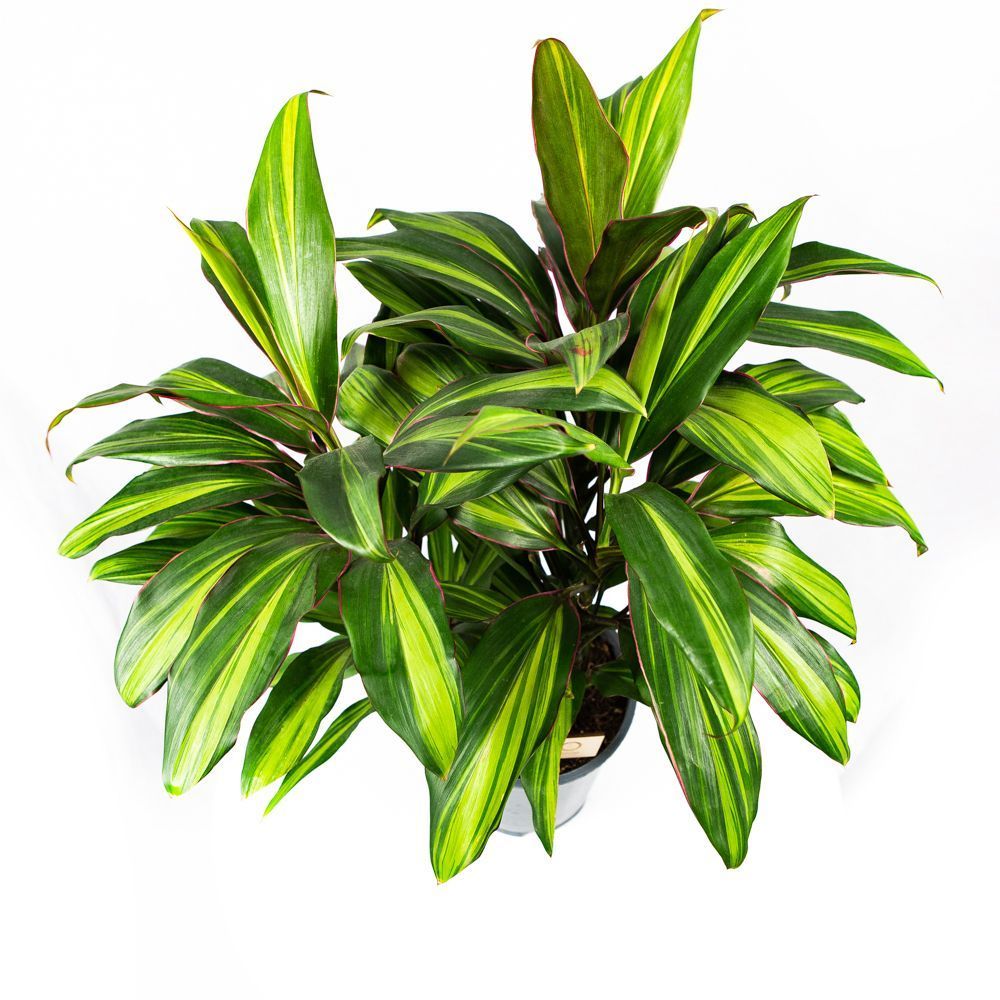 Кордилина кустарниковая Киви Cordyline fruticosa Kiwi 55/19 — комнатное ...