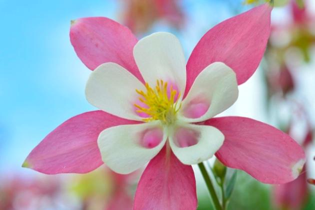 Очаровательные «эльфийские колпачки» — аквилегии.