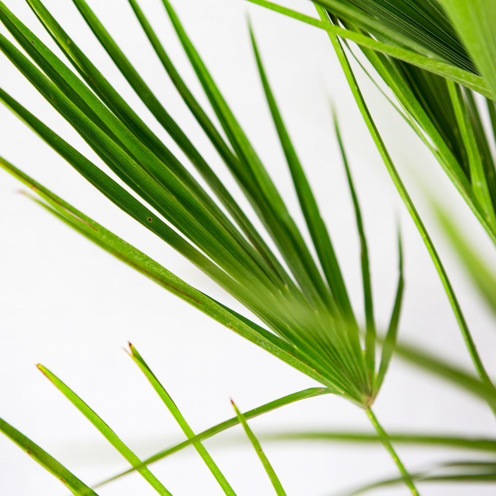 Хамеропс приземистый Chamaerops humilis 100/26 — комнатное растение ...