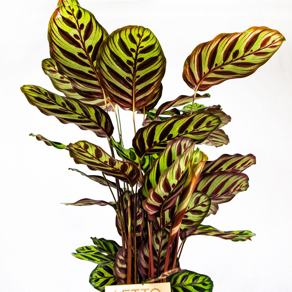 Калатея Макоя Calathea makoyana 45/14 — комнатное растение купить в ...