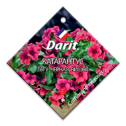 Катарантус Тату Черная вишня, семена Дарит 5шт (500)