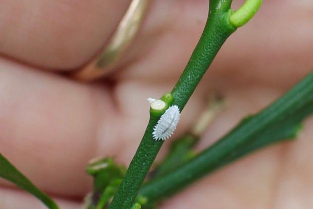 Мучнистый червец: в чём его опасность, и как с ним бороться?