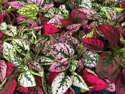 Фиттония микс Вуд Fittonia Mix Wood 20/13 — комнатное растение купить в ...