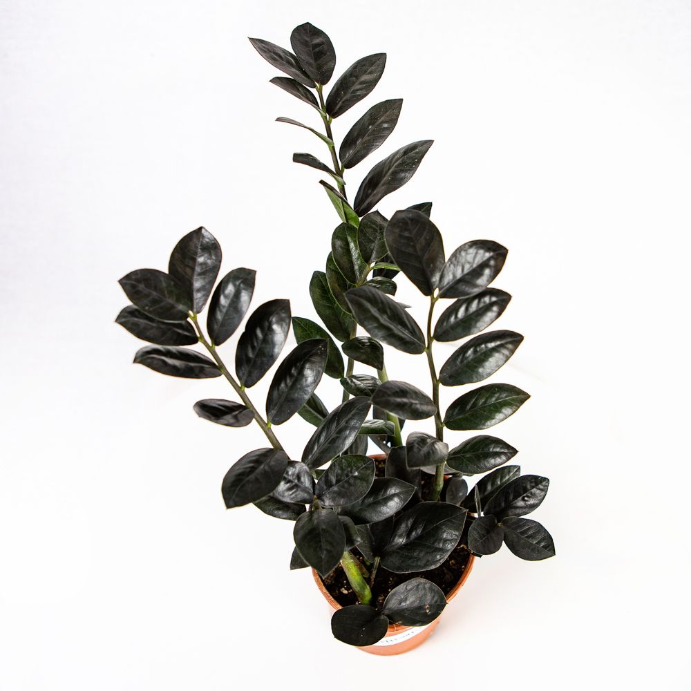 Замиокулькас Блэк Равен Zamioculcas Black Raven 4+ 45/14 — комнатное ...