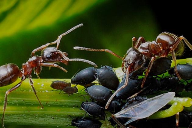 МУРАВЬИ АТАКОВАЛИ ваш сад? Мы расскажем, как спасти ваш урожай.