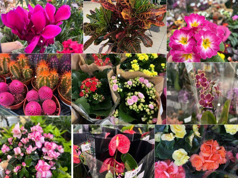 Лучший подарок на 14 февраля - забота, нежность и конечно же цветы!