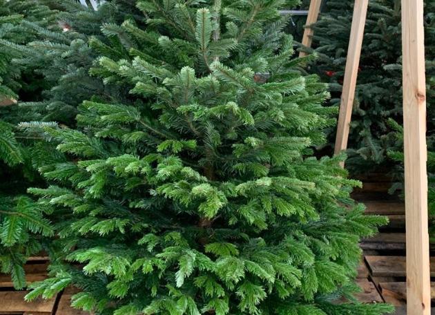 В садовых центрах LETTO поступление новогодних елей и пихт!