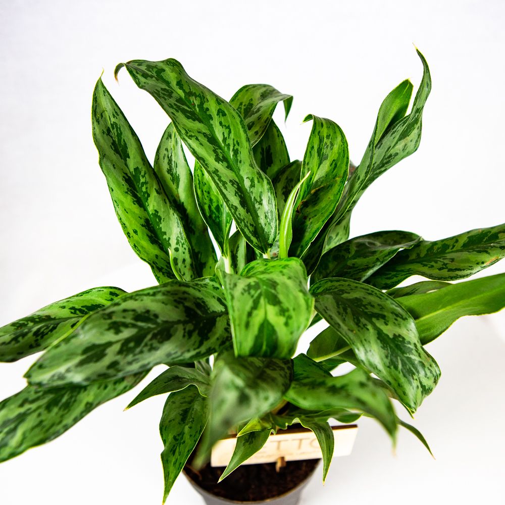 Аглаонема микс Aglaonema mix 30/12 (Н) — комнатное растение купить в ...