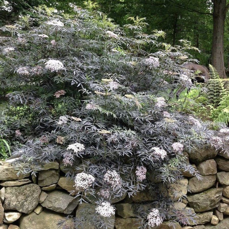 Черная бузина Блэк Лэйс