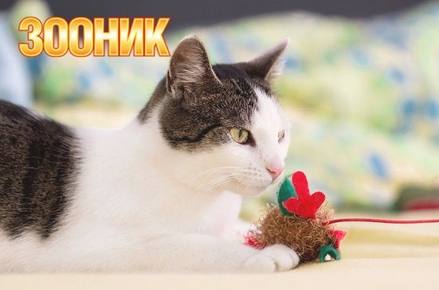 Обновление ассортимента товаров для животных