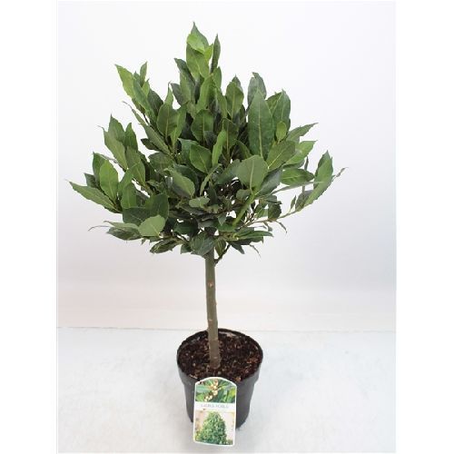 Лавр благородный шар на штамбе Laurus nobilis ball on stem 70/17 ...