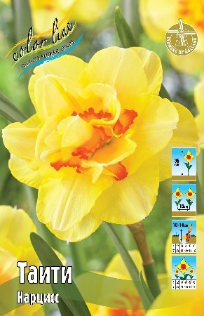 Нарцисс Таити Narcissus Tahiti 12/14 5шт, капер, Колорлайн