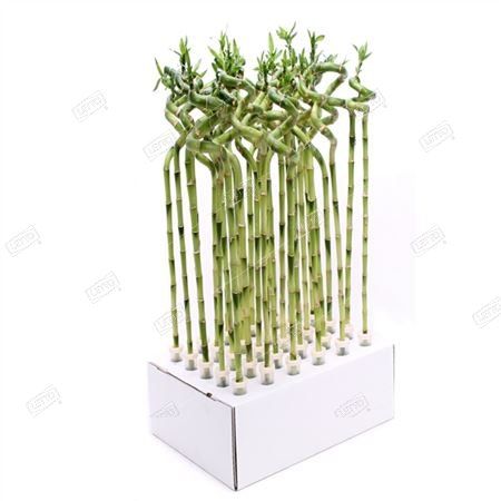 Драцена Сандера Лаки Бамбук спираль в пробирке Dracaena sanderiana ...
