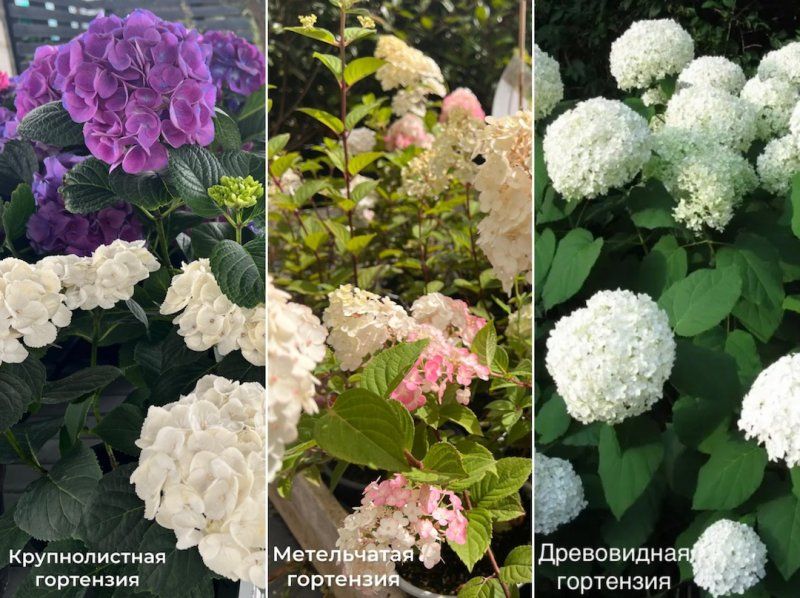 Какие виды гортензии бывают? Нужно ли их укрывать? Когда делать обрезку?