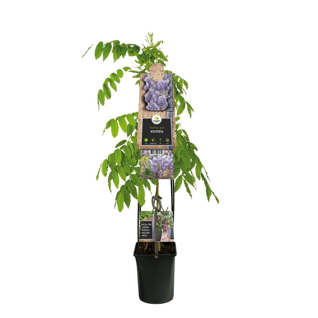 Ito Koku Riu 10 175/200 Wisteria floribunda      -