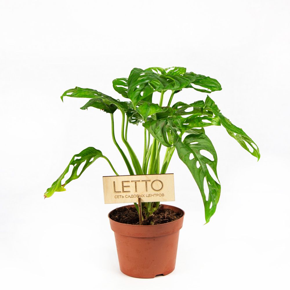 Монстера Адансона Monstera adansonii 25/12 — комнатное растение купить ...