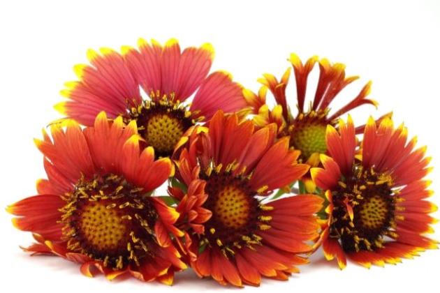 Гайлардия: выращивание из семян.