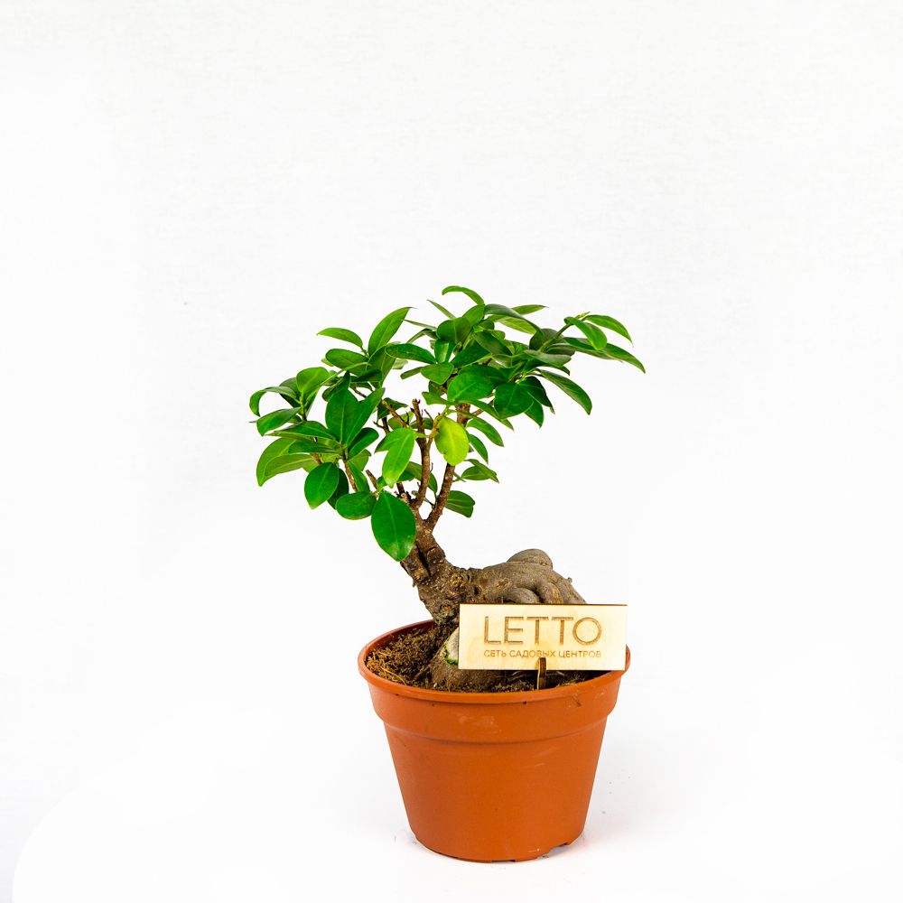 Фикус гинсенг Ficus ginseng 40/17 (Н) — комнатное растение купить в ...