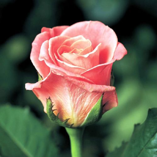 Роза чайно-гибридная Мисс Пигги Rose Miss Piggy 5л