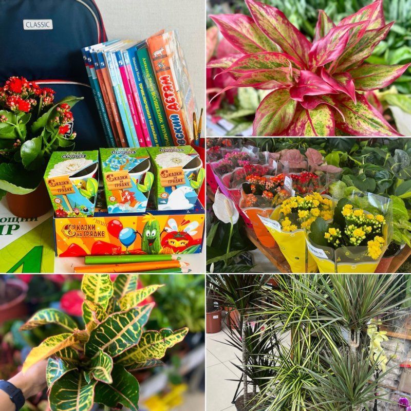 Какие комнатные цветы подарить школьнику