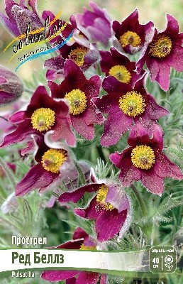 Прострел Ред Беллз Pulsatilla Red Bells I 1шт, капер, Колорлайн