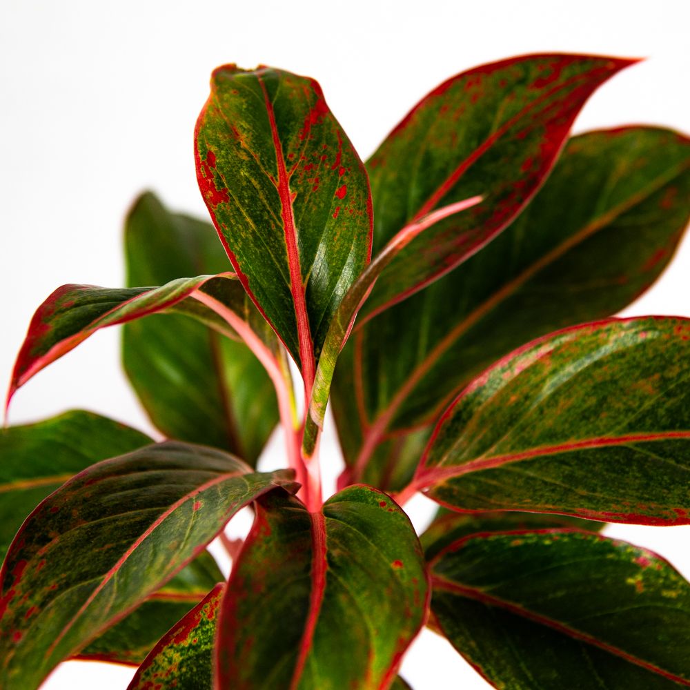 Аглаонема Крит Aglaonema Crete 25/12 (Н) — комнатное растение купить в ...