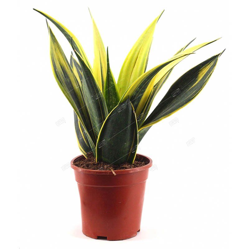 Сансевиерия Голден Флейм Sansevieria Golden Flame 50/14 — цена в LETTO