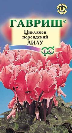 Цикламен Лилу, семена Гавриш 3шт
