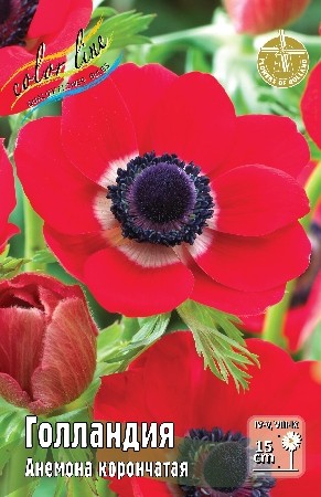 Анемона Голландия Anemone Hollandia 6/7 5шт, капер, Колорлайн