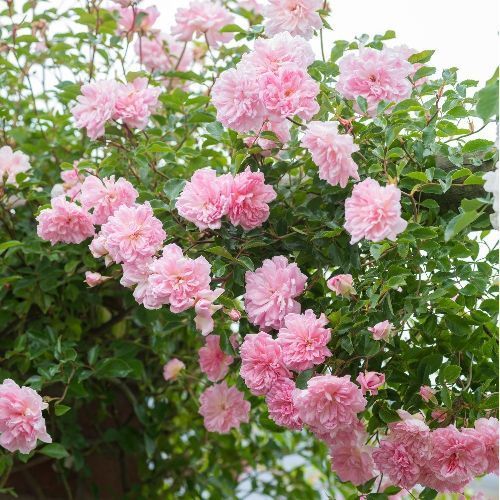 Qrimning Krasnogvardeyskoye shahridagi fohishalar Tort oyoqqa turgan ayollarning porno videolari