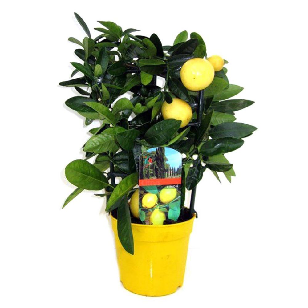 Цитрус микс Citrus mix 30/9 — комнатное растение купить в интернет ...
