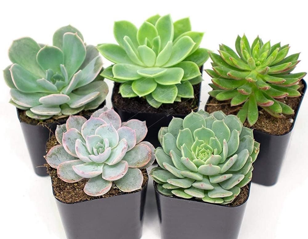 Эхеверия микс d-9. Суккулент почтой. Succulent stem. Суккуленты литопсы. Суккулент литопс микс.