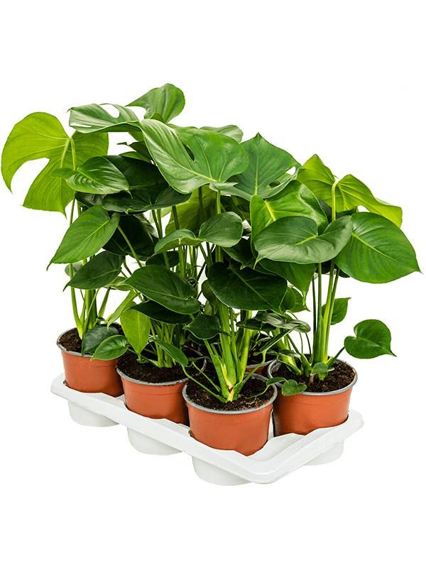 Монстера деликатесная Monstera deliciosa 17 — комнатное растение купить ...