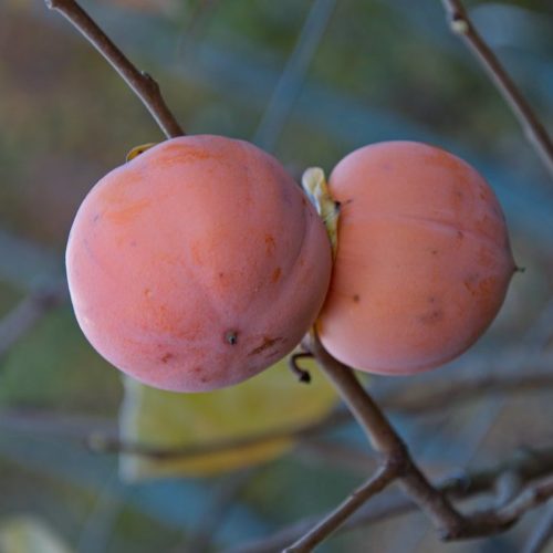 Хурма восточная Ванилья 1/2 ШТАМБ с12 Diospyros Kaki Vaniglia Mezzo Fusto