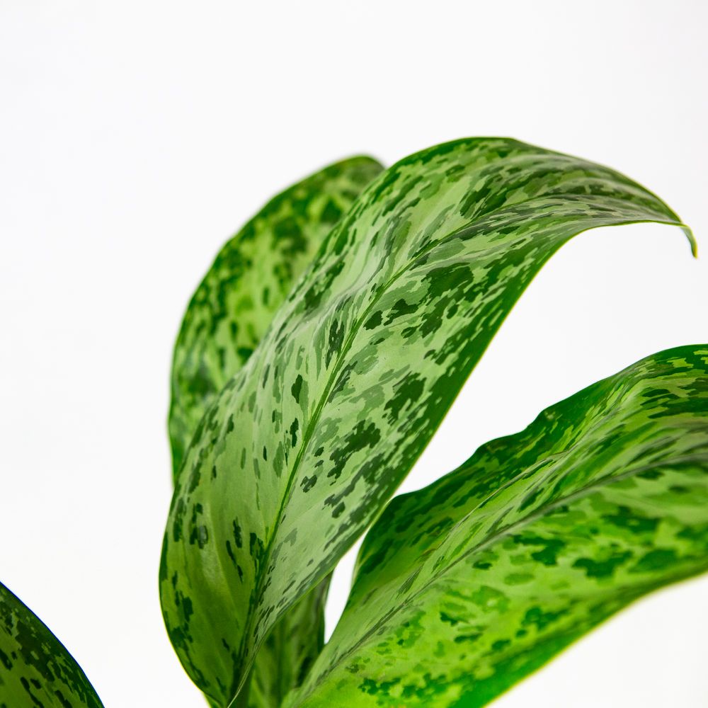 Аглаонема Гринлайт Aglaonema Greenlight 55/17 (Н) — комнатное растение ...