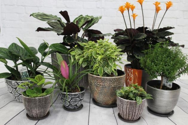 Растения для восточных окон