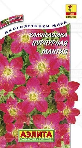 Камнеломка Пурпурная мантия, семена Аэлита 0,01г