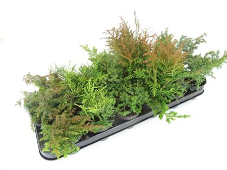 Можжевельник обыкновенный Greenmant ШТАМБ Juniperus communis 100/38