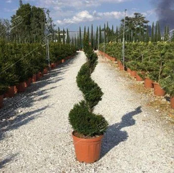 Тис ягодный спираль 120/140 Taxus baccata spirale 45л (И)