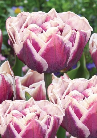 Тюльпан Виндхэм Tulipa Виндхэм 11/12 3шт