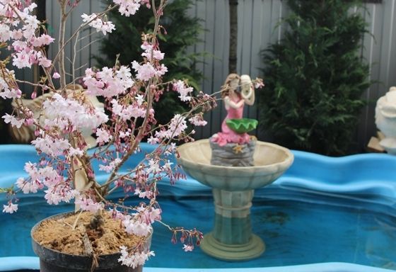 Цветение Сакуры - зрелище потрясающее!