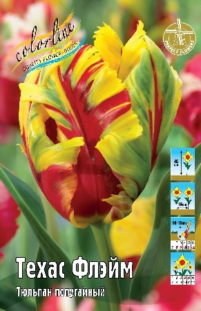 Тюльпан Техас Флэйм Tulipa Texas Flame 11/12 3шт, капер, Колорлайн