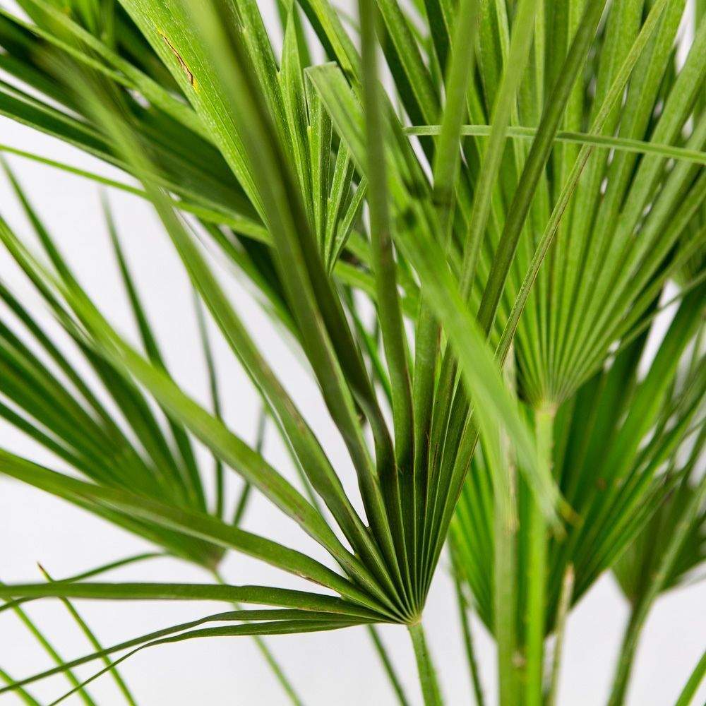 Хамеропс приземистый Chamaerops humilis 100/26 — комнатное растение ...