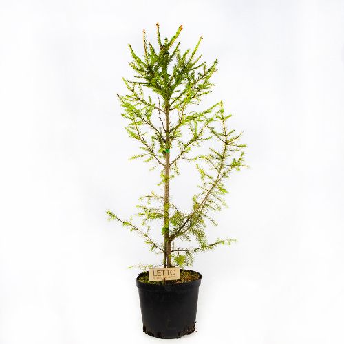 Ель обыкновенная Picea abies 5л (Т)