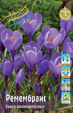 Крокус Ремембранс Crocus Remembrance 7/8 10шт, капер, Колорлайн