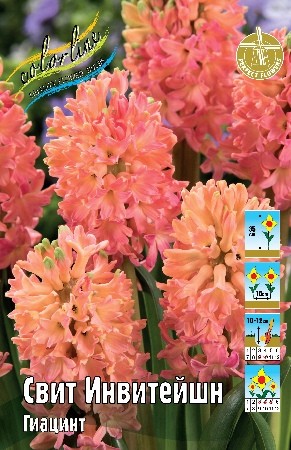 Гиацинт Свит Инвитейшн Hyacinthus Sweet Invitation 14/15 3шт, капер, Колорлайн