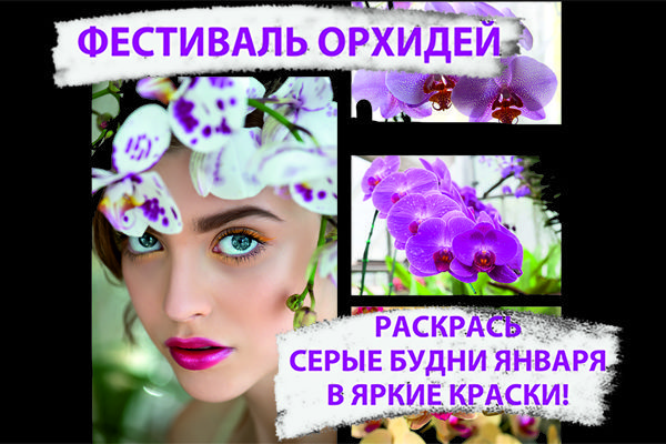 Фестиваль орхидей в LETTO! Приглашаем всех желающих принять участие