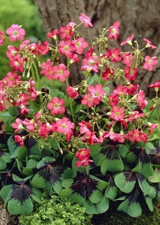 Оксалис Айрон Кросс OOxalis Tetraphylla Iron Cross 4/8 10шт, капер, Колорлайн