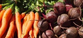 Таблица сортов и гибридов корнеплодов от ТМ Агроуспех для северных регионов