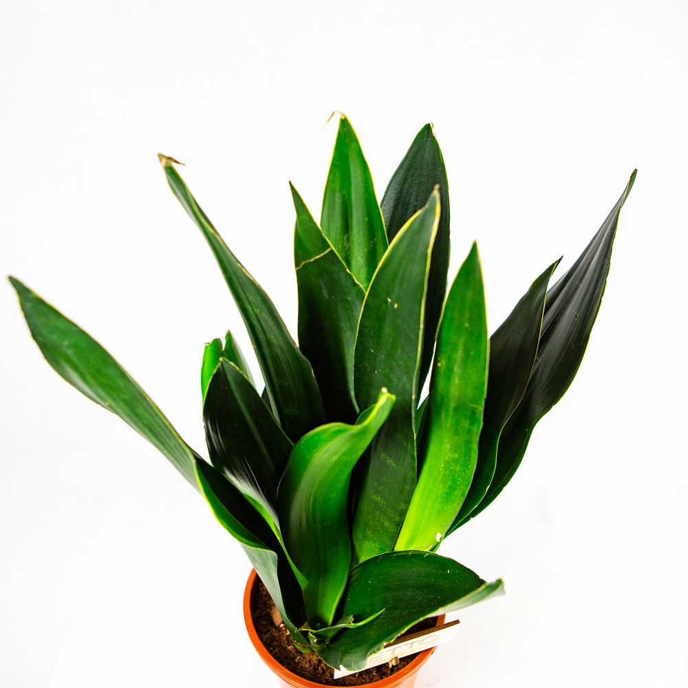 Сансевиерия Блэк Даймонд Sansevieria Black Diamond 60/17 — комнатное ...